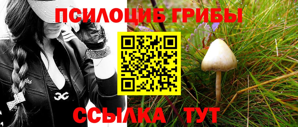как найти наркотики  Галлюциногенные грибы Psilocybe  Псилоцибиновые грибы MAGIC MUSHROOMS  Вход с VPN  Берёзовский 